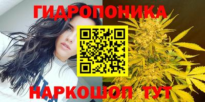 шишки Новокубанск